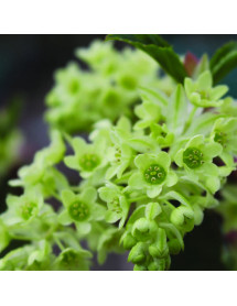 Ribes laurifolium (3lt)