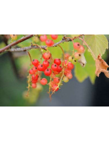 Ribes rubrum Red Lake (Red Currant) (3lt) Ribes rubrum Red Lake (Red Currant) (3lt)