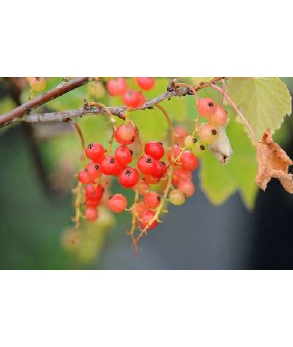 Ribes rubrum Red Lake (Red Currant) (3lt)