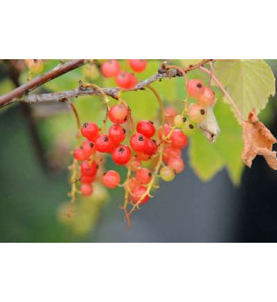 Ribes rubrum Red Lake (Red Currant) (3lt)