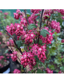 Ribes sanguineum Amore (3lt) Ribes sanguineum Amore (3lt)