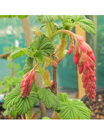 Ribes sanguineum King Edward VII (3lt)
