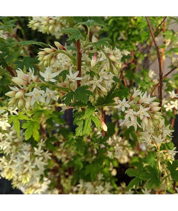 Ribes sanguineum Oregon Snowflake (7.5lt)