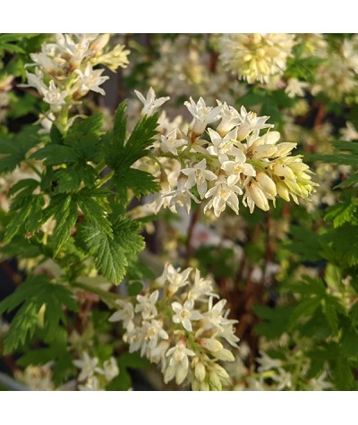 Ribes sanguineum Oregon Snowflake (7.5lt)