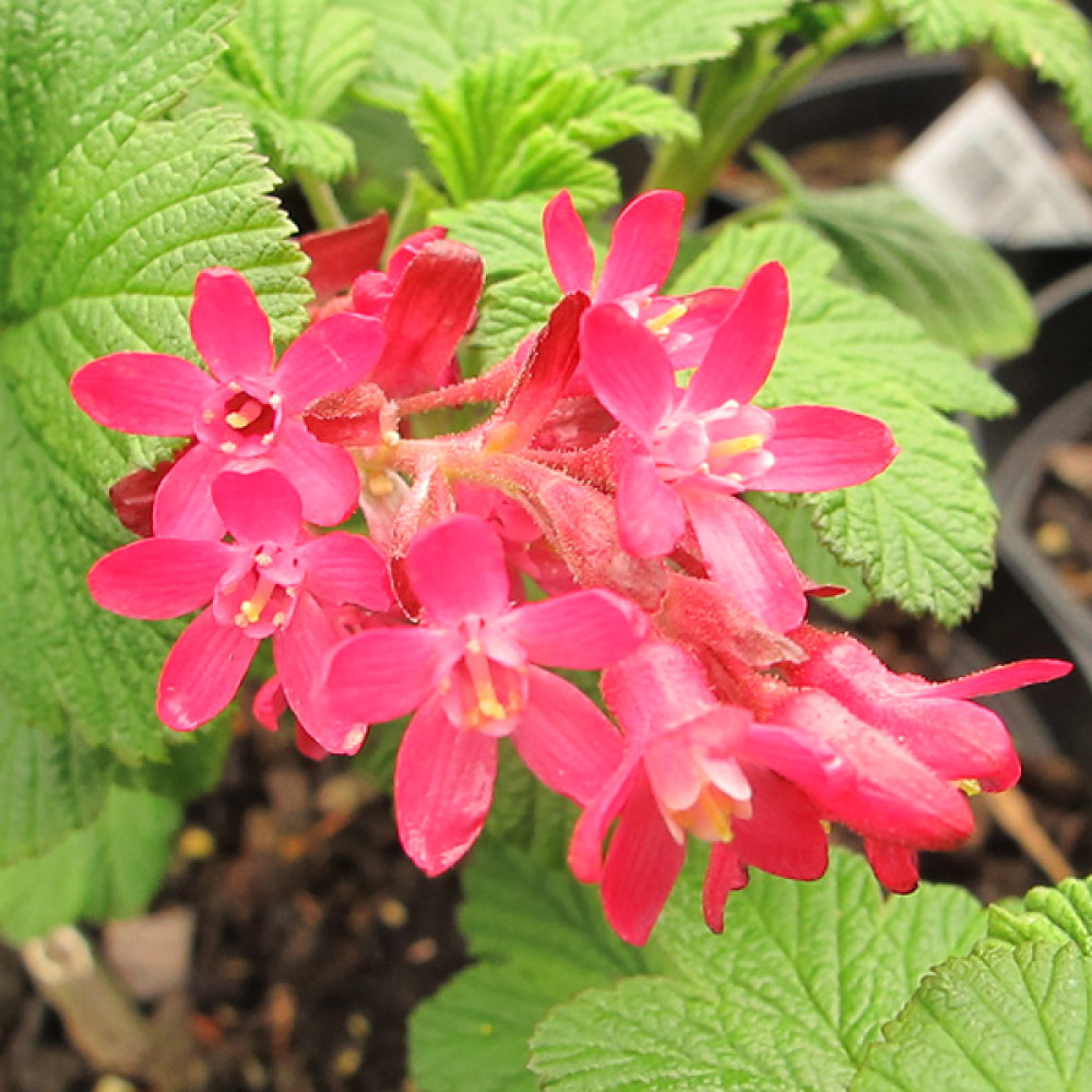 Ribes sanguineum Pulborough Scarlet (3lt)
