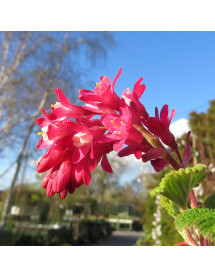 Ribes sanguineum Pulborough Scarlet (3lt)