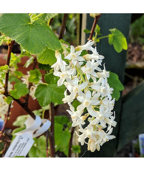 Ribes sanguineum White Icicle (Ubric) (3lt)