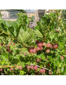 Ribes uva-crispa Rokula 1/4 Standard (Gooseberry) (7lt)