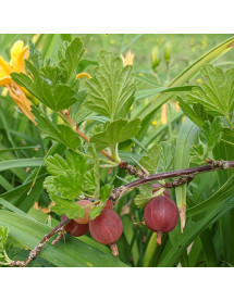 Ribes uva-crispa Rokula 1/4 Standard (Gooseberry) (7lt)