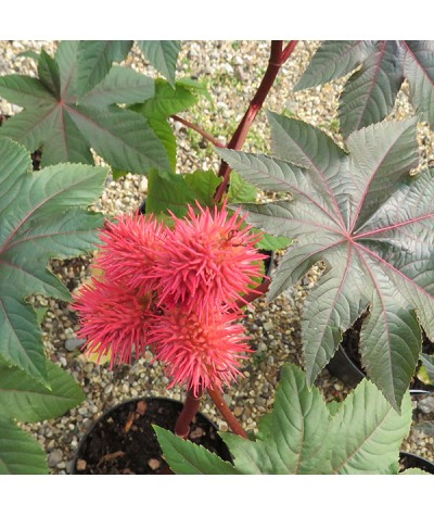 Ricinus communis red leaved form (2lt)