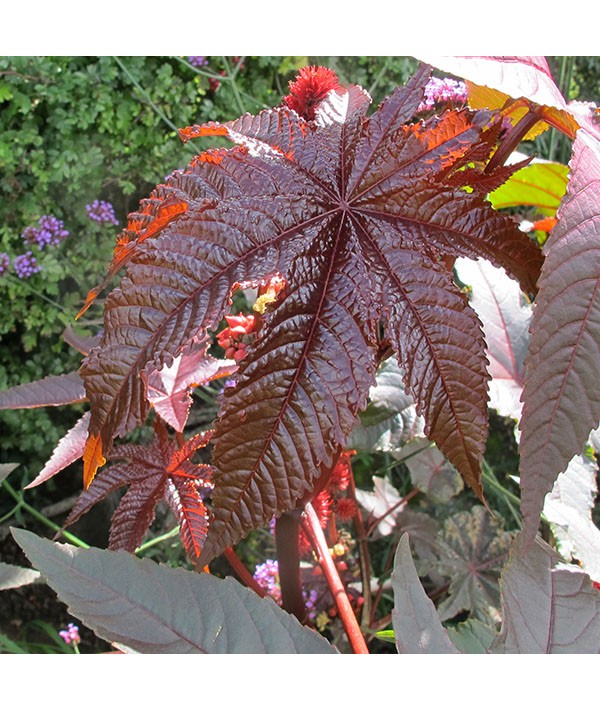 Ricinus communis red leaved form (2lt)