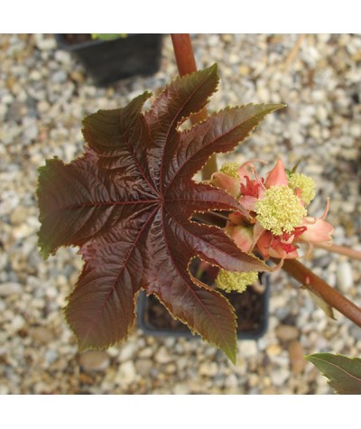 Ricinus communis red leaved form (2lt)