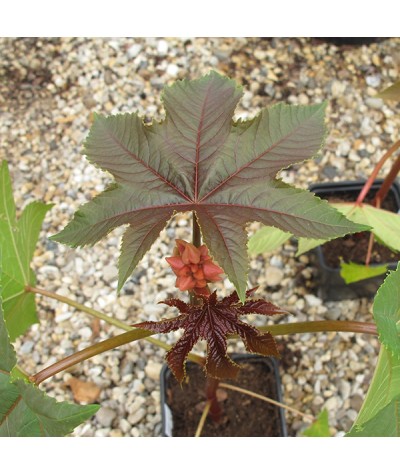 Ricinus communis red leaved form (2lt)