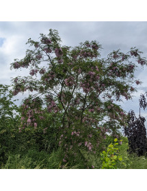 Robinia x slavinii Hillieri (10lt)