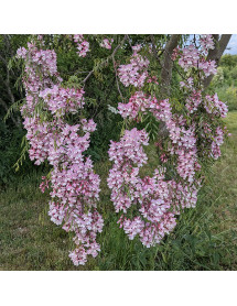 Robinia x slavinii Hillieri (10lt)
