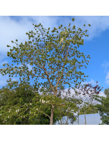 Robinia pseudoacacia Lace Lady (10lt) Robinia pseudoacacia Lace Lady (10lt)