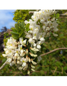 Robinia pseudoacacia Lace Lady (4lt)