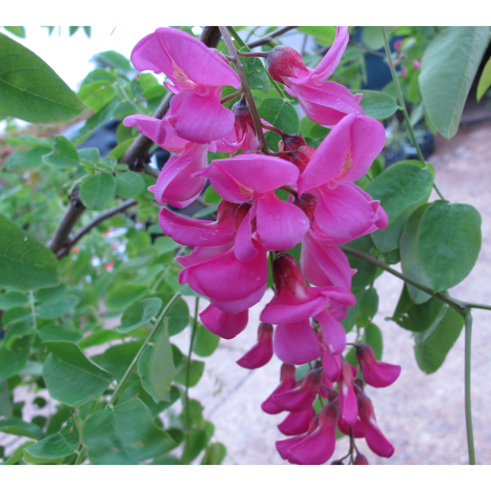 Robinia x margaretta Pink Cascade (12lt)