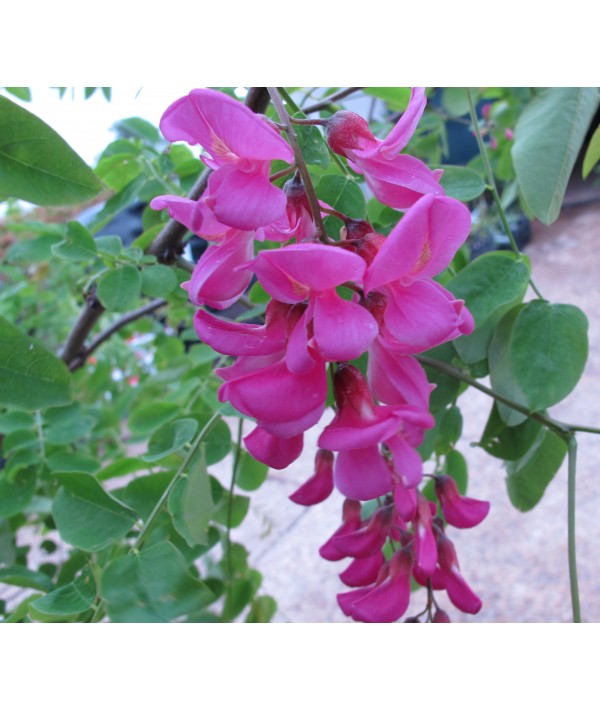 Robinia x margaretta Pink Cascade (25lt)