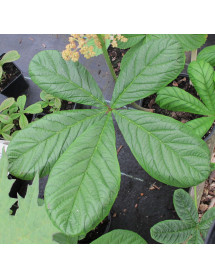 Rodgersia aesculifolia (3lt) Rodgersia aesculifolia (3lt)