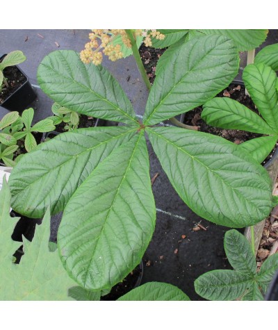 Rodgersia aesculifolia (2lt)