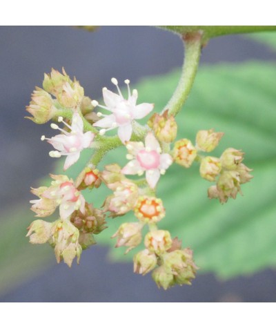 Rodgersia aesculifolia (2lt)