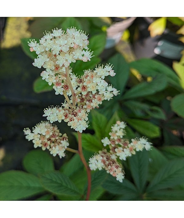 Rodgersia aesculifolia var. henrici (1.5lt)