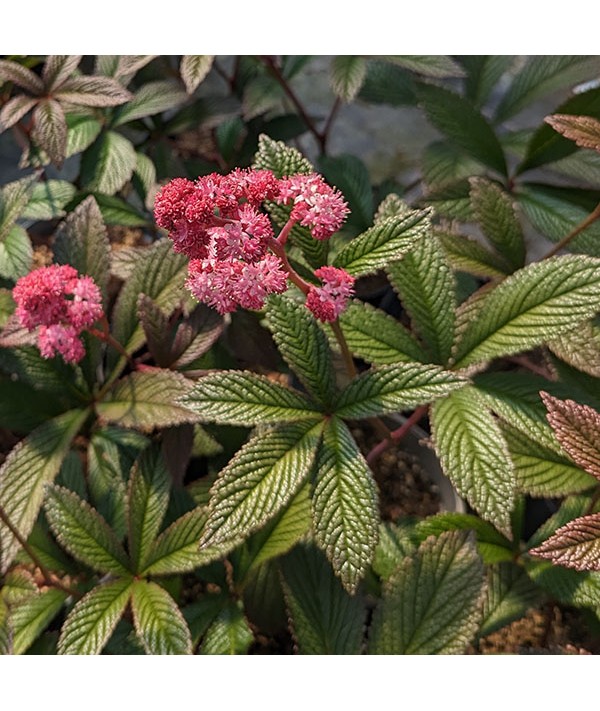 Rodgersia pinnata Superba (1lt)