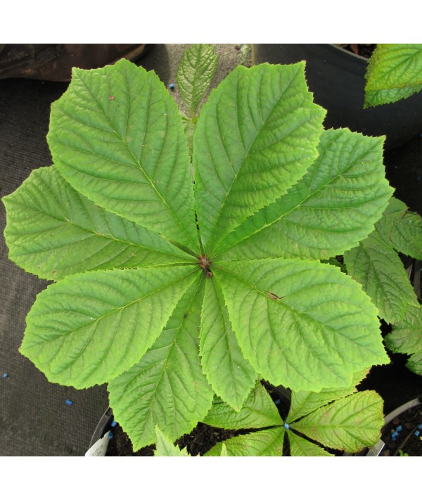 Rodgersia podophylla (5lt)