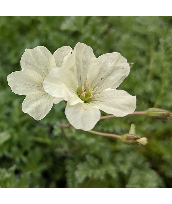 Erodium chrysanthum (1.5lt) Erodium chrysanthum (1.5lt)