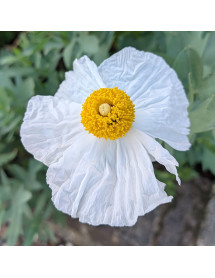 Romneya coulteri (2lt) Romneya coulteri (2lt)
