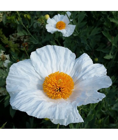 Romneya coulteri (2lt)