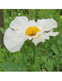 Romneya coulteri (2lt)