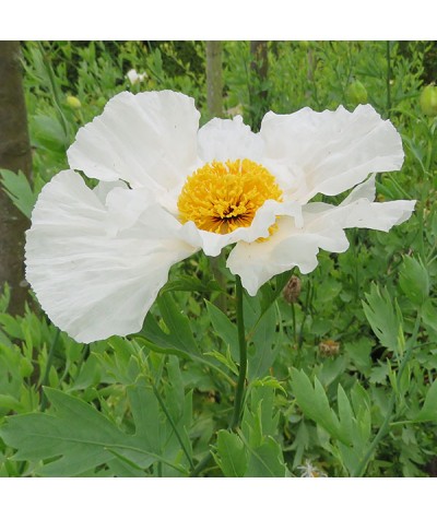 Romneya coulteri (2lt)