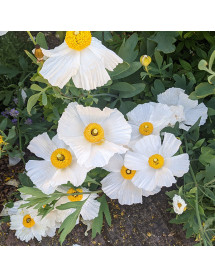 Romneya coulteri (2lt)