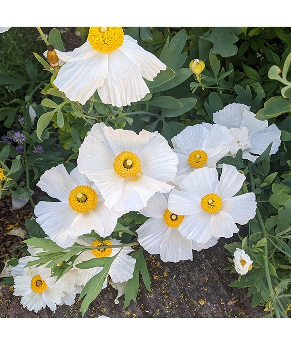 Romneya coulteri (2lt)