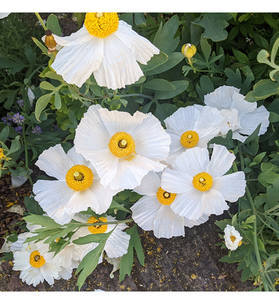 Romneya coulteri (2lt)