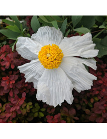 Romneya coulteri (2lt)