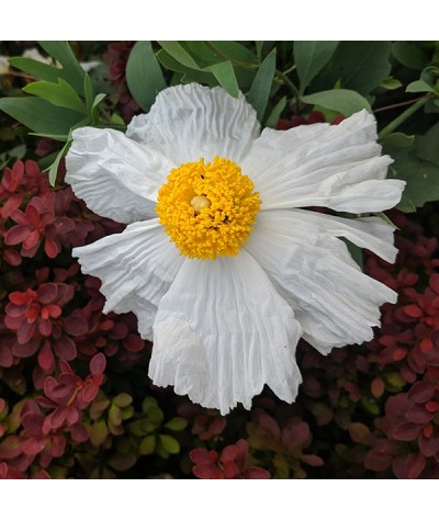 Romneya coulteri (2lt)