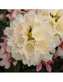 Rhododendron Golden Torch (10lt)