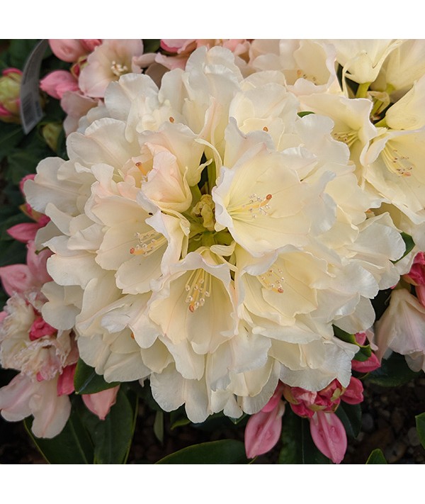 Rhododendron Golden Torch (2lt) Rhododendron Golden Torch (2lt)