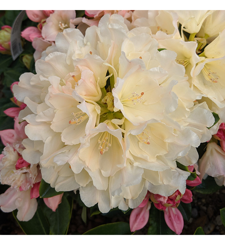 Rhododendron Golden Torch (10lt)