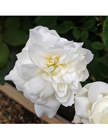 Rosa Susan William-Ellis (6lt)