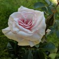 Rosa A Whiter Shade Of Pale (6lt)