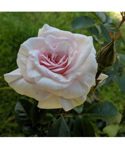 Rosa A Whiter Shade Of Pale (6lt)