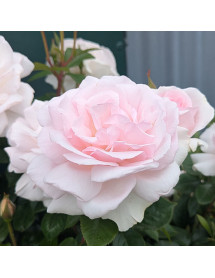 Rosa A Whiter Shade Of Pale (Standard) (12lt) Rosa A Whiter Shade Of Pale (Standard) (12lt)