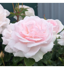 Rosa A Whiter Shade Of Pale (Standard) (12lt)