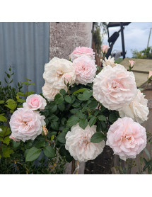 Rosa A Whiter Shade Of Pale (Standard) (12lt)