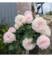 Rosa A Whiter Shade Of Pale (Standard) (12lt)