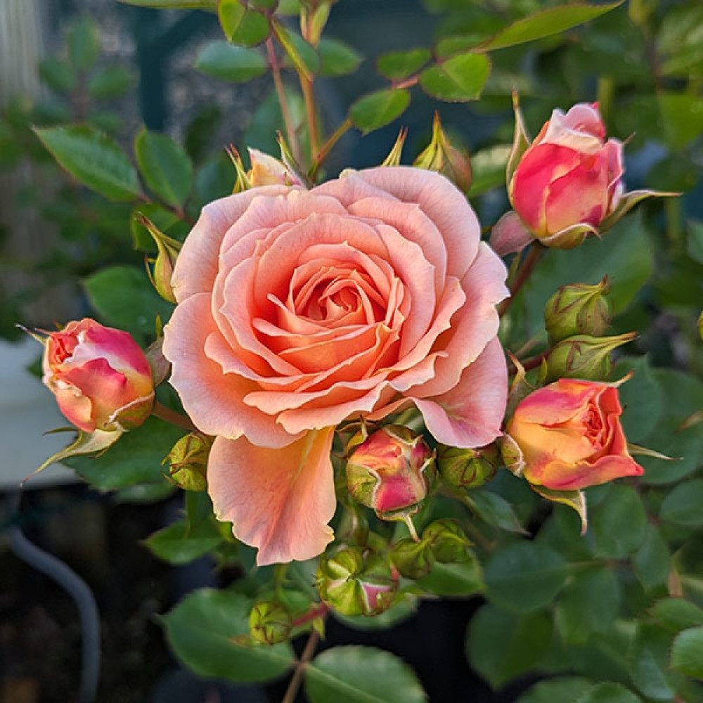 Roses for different Uses